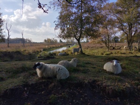 Weiteveen - Bargerveen